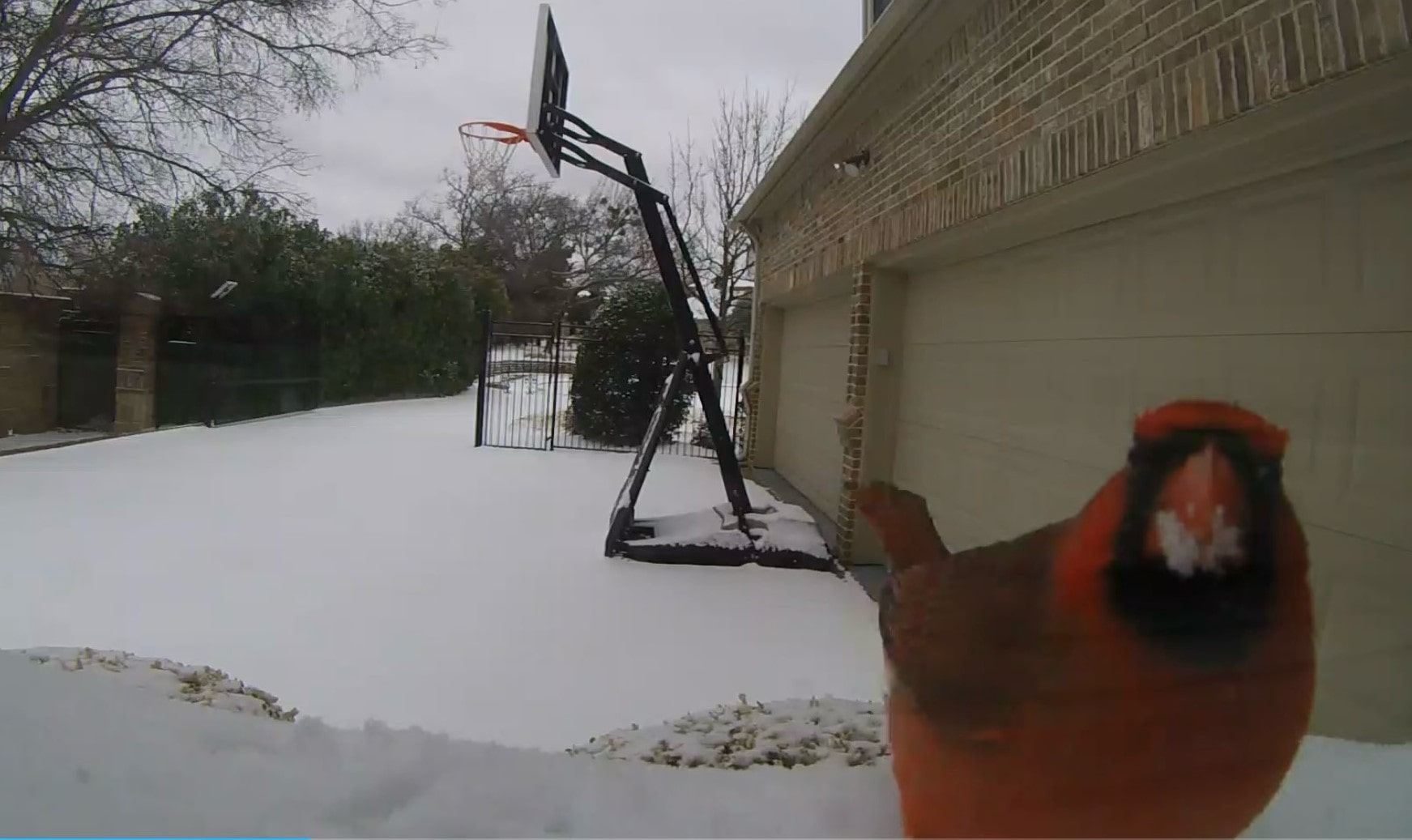 Cardinal visits in snow in Dallas
